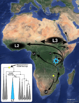 The map shows the migration of the different mitochondrial haplogroups across Africa