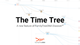Time Tree: A New Discover Feature