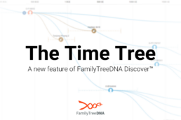 Time Tree: A New Discover Feature