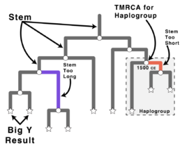 Tree paradoxes occur when some of the tree stems do not add up to the same length.