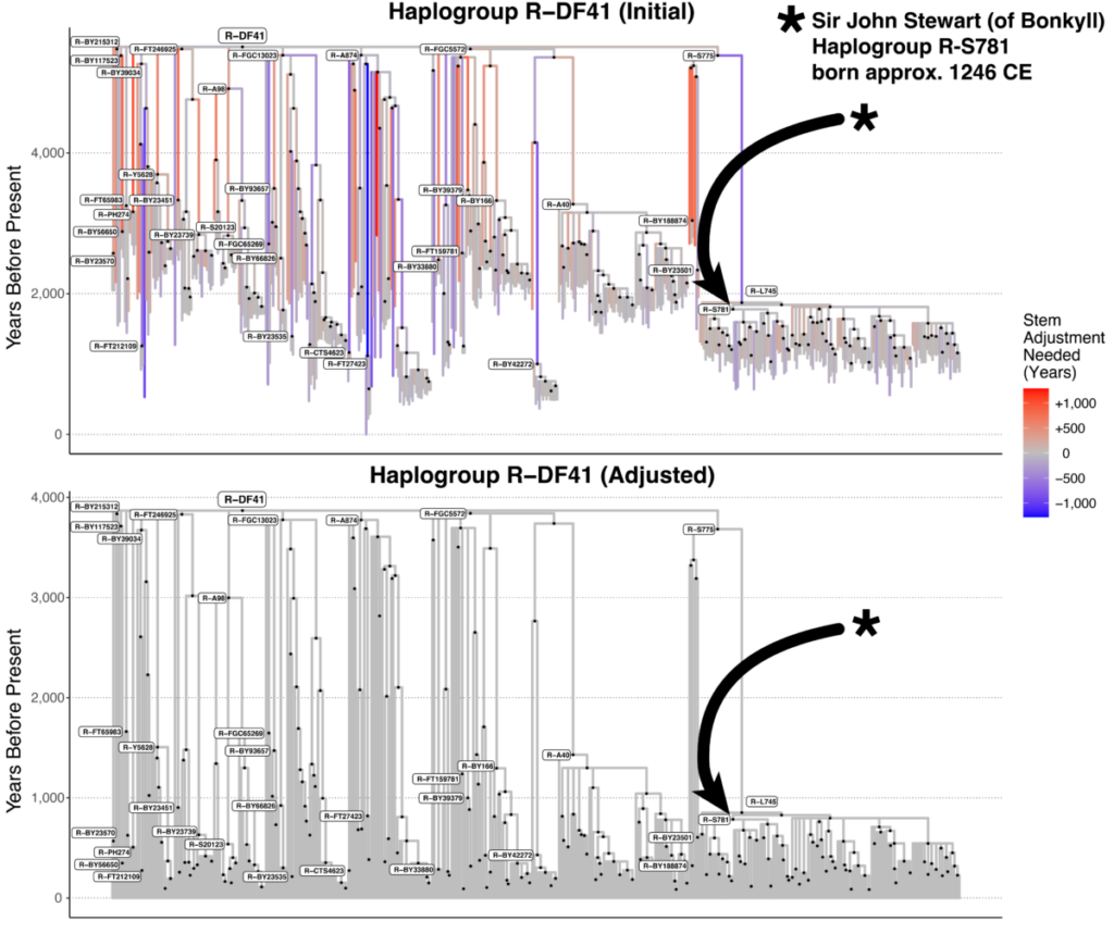 A depiction of haplogroup R-DF41, showing stem lengths before and after adjustment. Our previous example, Sir John Stewart (of Bonkyll), is used to illustrate the changes. Red stems need to be lengthened, whereas blue stems need to be shortened.