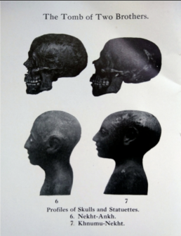Comparison of the skulls and statuettes of Nakht-ankh and Khnum-nakht. After Murray (1910: pl. 17)