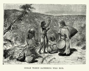 Vintage engraving of Native American Women gathering wild rice, Nebraska 19th Century