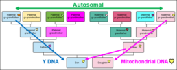 DNA inheritance chart