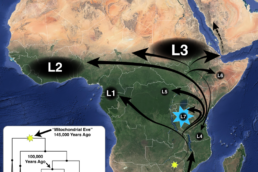 African mtDNA Migration Map