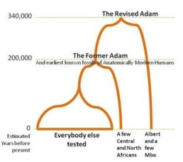 Grsphic from https://theconversation.com/albert-and-adam-rewrite-the-story-of-human-origins-15835