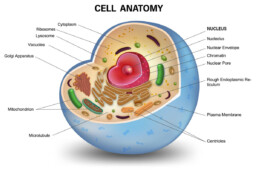 Cell cross section structure detailed colorful anatomy isolated on white background. vector illustration.