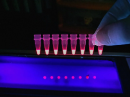 Fluorescence Spectroscopy - a technique used by FamilyTreeDNA when analyzing DNA