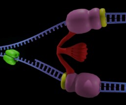 DNA Replication with clamp loader, helicase. dna polimerase and beta clamp process stock photo