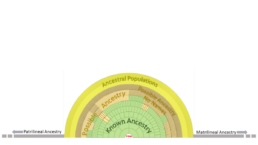 A fan chart expanded to include autosomal DNA, Y-DNA, and mtDNA.
