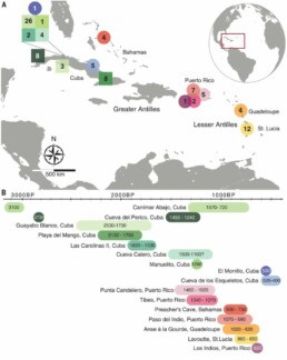 (A) Map of the Caribbean showing the locations of the sites discussed in the text, including the number of individuals analyzed per site. Squares represent sites with samples from Archaic-related contexts, and circles denote those from Ceramic-related contexts. (B) Date ranges for each site are reported in calibrated years before the present (BP). Date ranges derive from directly dated skeletal remains and do not necessarily represent the entire period of occupation of a site. For sites with single individuals, mean point dates are provided. The date ranges for the Cueva Calero individuals are based on archaeological context and indirect radiocarbon dates (10).