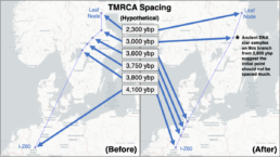 TMRCA Spacing - Not all haplogroups should be spaced out