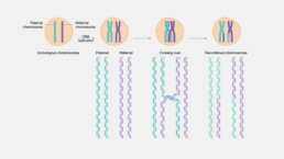 Random recombination is when DNA recombines at random from mother and father to child.