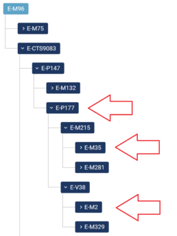 FamilyTreeDNA Y-DNA Haplotree before the E-P177 split