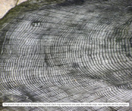 Dendrochronology: Answers May Come From Counting Tree Rings