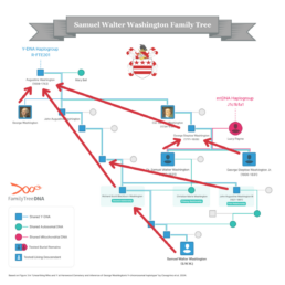 Samuel Walter Washington's family tree with the Y-DNA inheritance highlighted to show that the lineage is not strictly paternal