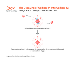 The Decaying of Carbon-14 into Carbon-12 - Using Carbon Dating to Date Ancient DNA