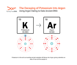 The Decaying of Potassium into Argon - Using Argon Dating to Date Ancient DNA