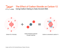 The Effect of Carbon Dioxide on Carbon-12 - Using Carbon Dating to Date Ancient DNA