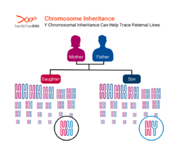 A graphic showing how chromosome inheritance works