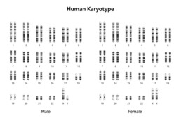Chart showing male and female karyotype
