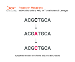 Reversion Mutations mtDNA Mutations Help to Trace Maternal Lineages
