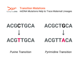 Transition Mutations - mtDNA Mutations Help to Trace Maternal Lineages