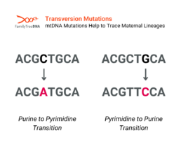 Transversion Mutations - mtDNA Mutations Help to Trace Maternal Lineages