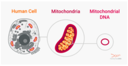 What is mtDNA