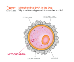 Graphic that shows mitochondrial DNA in the ova