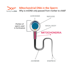 A graphic of mitochondrial DNA in the sperm