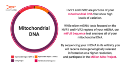 A graphic showing the different mitochondrial DNA regions