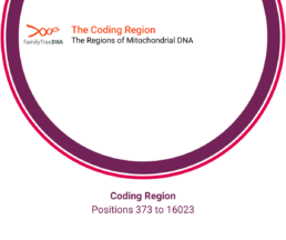 Graphic showing the coding region of mitochondrial DNA