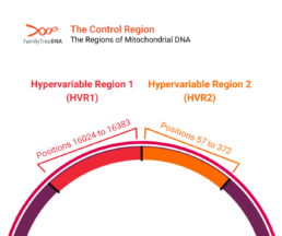 Graphic showing the control region of mitochondrial DNA