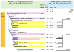 Genealogy of the Uí Briúin Breifne and a proposed mirror-image of the relevant portion of the Y-haplotree. Key: 95% CI = 95% confidence cnterval; no. = number of subjects with that particular surname. Note: Ancestral names do not necessarily correspond to a specific SNP. MRCAs (where available) are indicated in the genealogies by a light purple highlight. TMRCAs in black text refer to those in the recent publication (abstracted from FamilyTreeDNA’s Time Tree in April 2023) and TMRCAs in blue text were abstracted in April 2024. The ancient remains of Ballyhanna 331 tested positive for A259, indicating that the SNP marker was present in northwest Ireland since at least the 1200s.