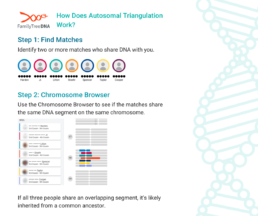 A step-by-step guide from FamilyTreeDNA on how autosomal triangulation works, showing how to find DNA matches and confirm overlapping segments using the Chromosome Browser.