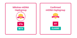 Comparison of Mitotree mtDNA Haplogroup (Beta) and Confirmed mtDNA Haplogroup (Classic) badges on FamilyTreeDNA. This update allows users to see both their legacy haplogroup from the PhyloTree and their new classification based on the expanded Mitotree.