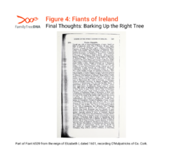 A 1601 record from the Fiants of Ireland mentioning O'Mulpatrick of County Cork. This document provides historical evidence of the Ó Maol Phádraig surname and its association with Eóghanachta leadership, aiding in CAST and DAST comparisons.