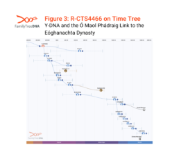 Time Tree chart showing the R-CTS4466 haplogroup, including branching paths that connect Fitzpatricks and O’Sullivan descendants. This visualization supports the Y-DNA link between modern surnames and the medieval Eóghanachta dynasty.