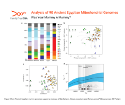 Mitochondrial haplogroup distribution, PCA, MDS, and population size estimates from a study of 90 ancient Egyptian genomes across historical periods.